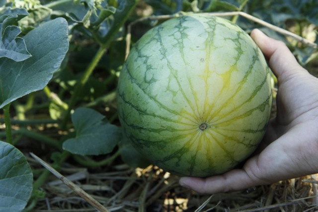 how to tell when a watermelon is ripe to eat