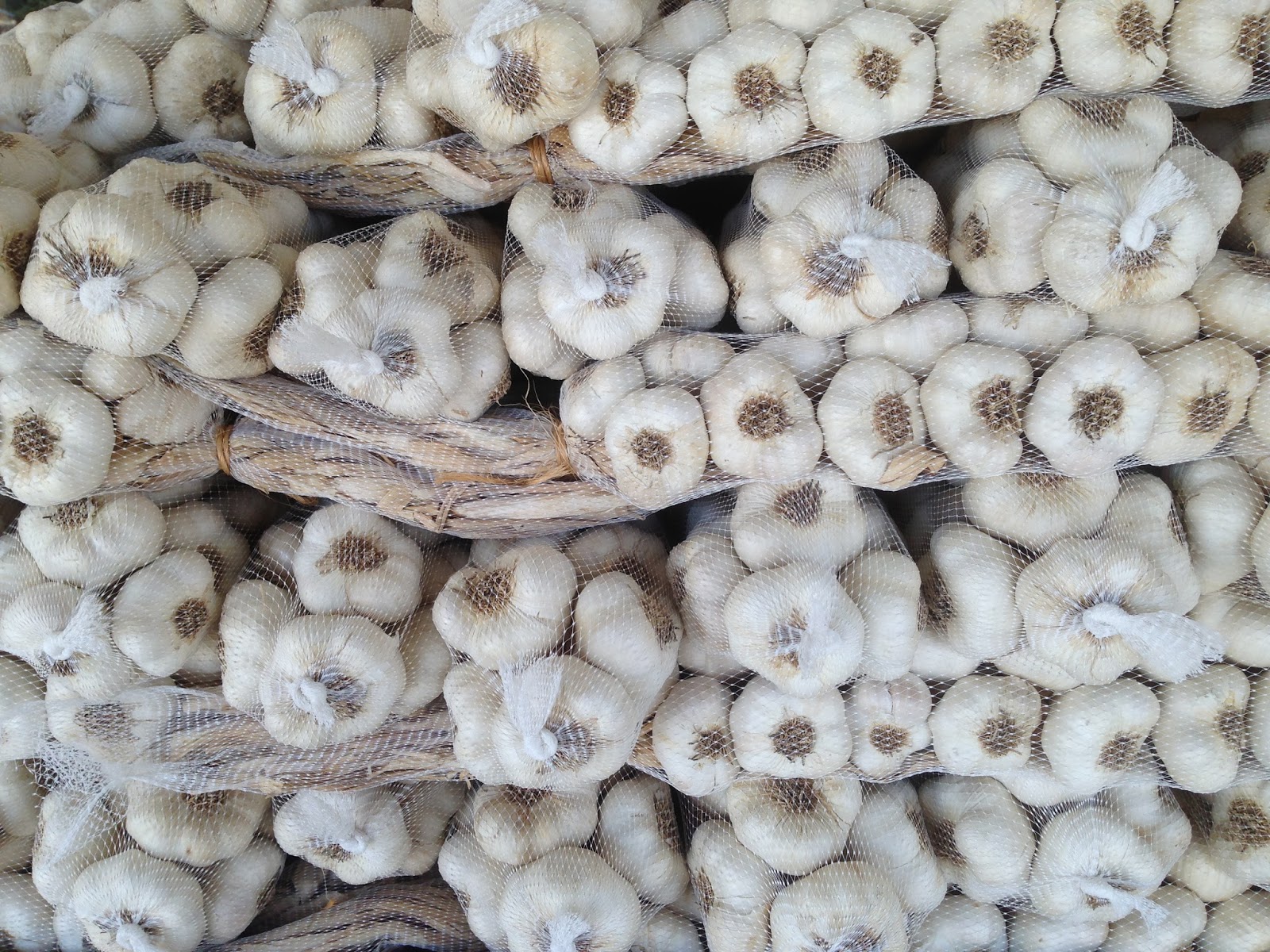 how to start growing garlic