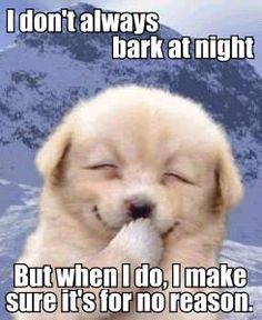 how to get my dog to stop barking at night