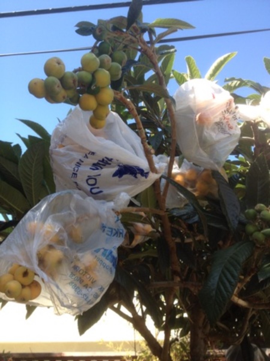 how to stop squirrels from eating my fruit trees