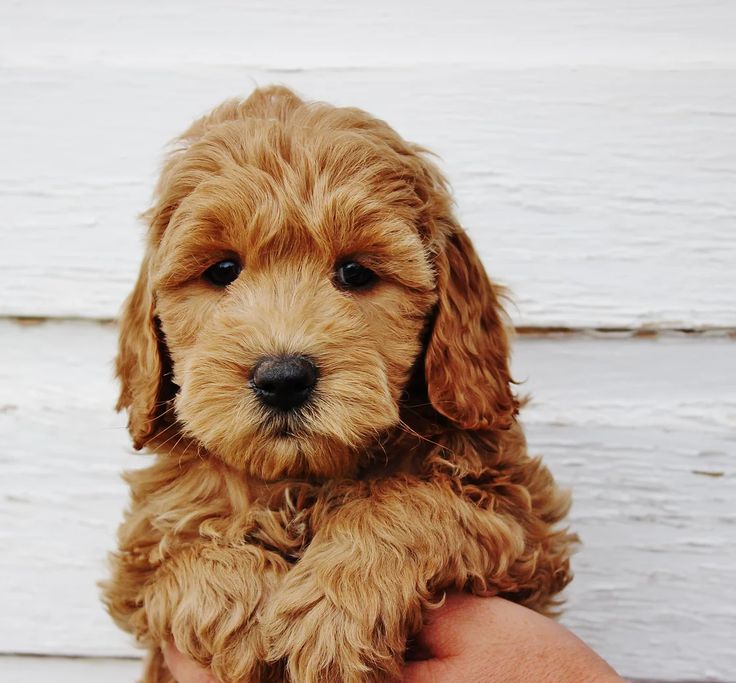 how to tell what coat a labradoodle puppy will have
