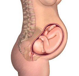 how to tell babys position in uterus