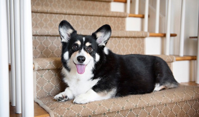 how to train a corgi puppy not to bite