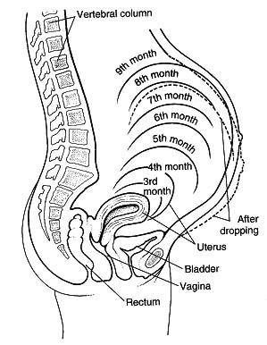 how to tell babys position in uterus