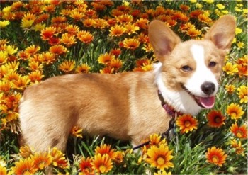 how to train a corgi puppy not to bite