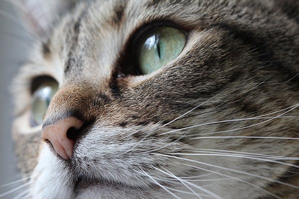 how to tell if a cat has cancer