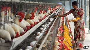 how to start turkey farming in bangladesh