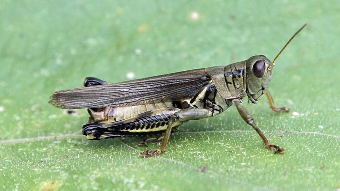 how to tell if a grasshopper is male or female