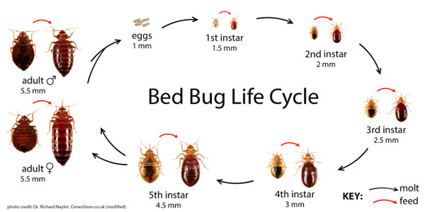 how to tell you have bed bugs
