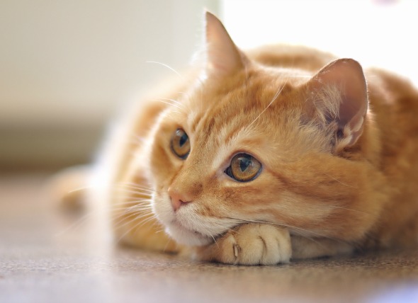 how to tell if a cat has cancer