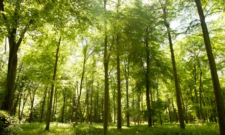 how to turn up brightness on the forest