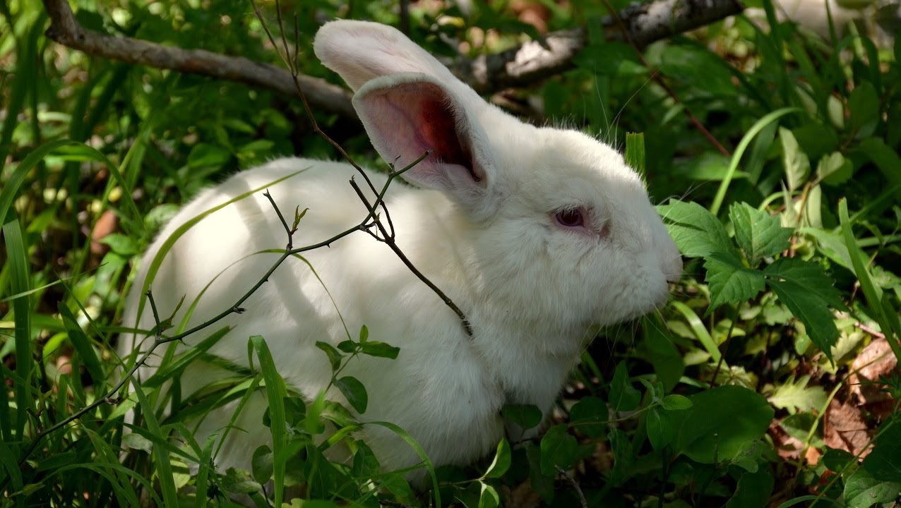 how to tell if your rabbit is going to die