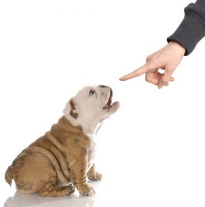 how to get a dog to stop barking at you