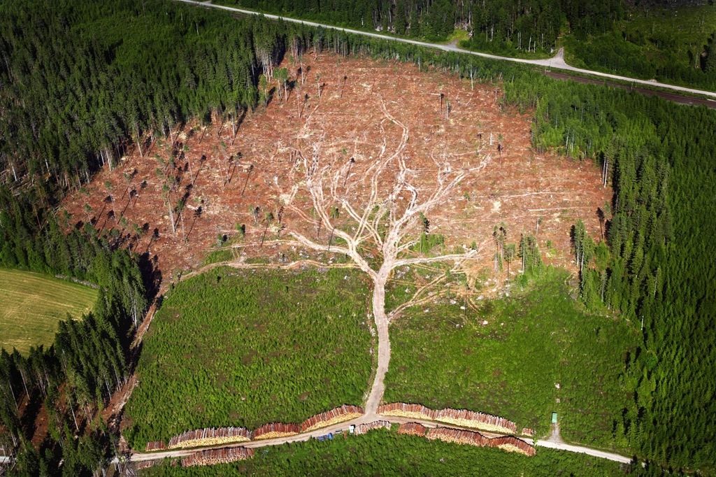 how to stop deforestation wikipedia