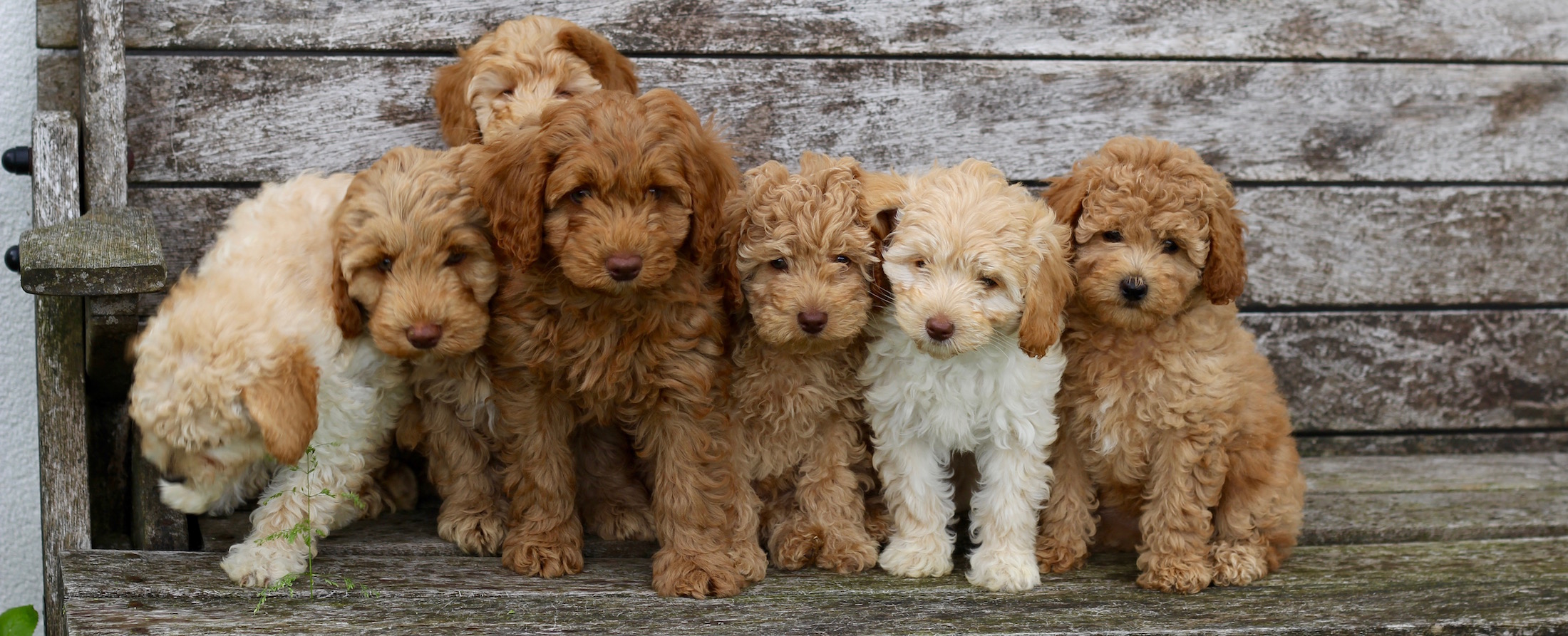 how to tell what coat a labradoodle puppy will have
