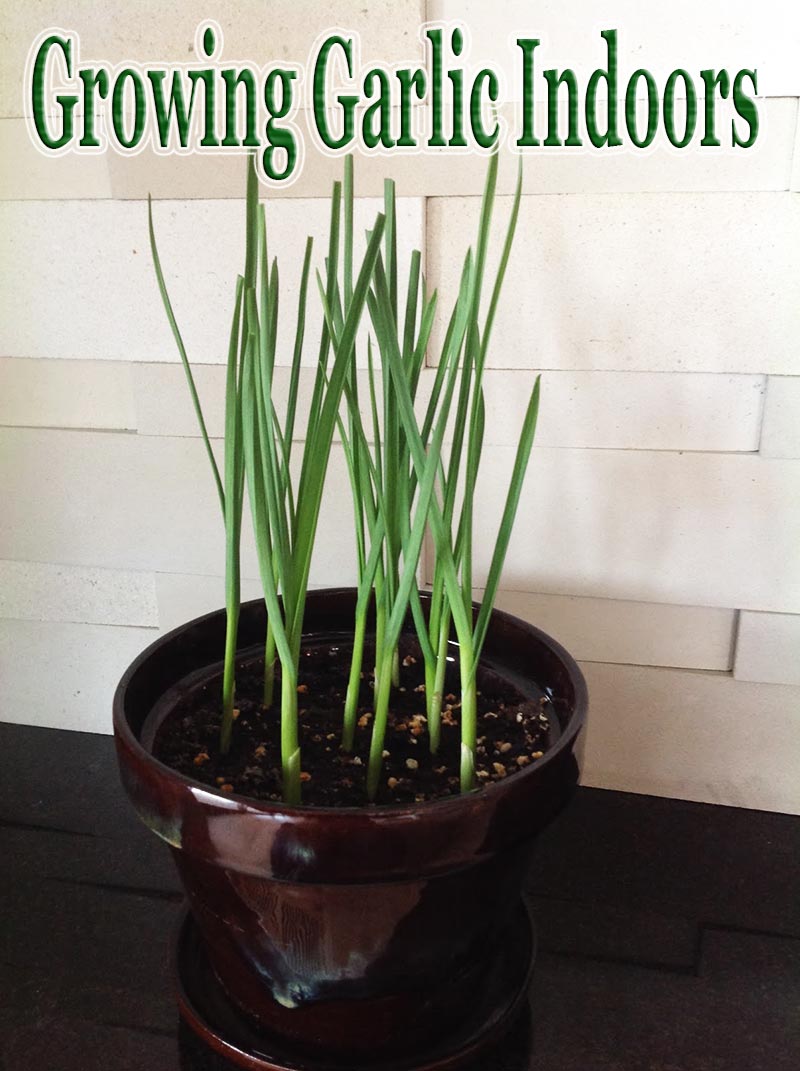 how to start growing garlic