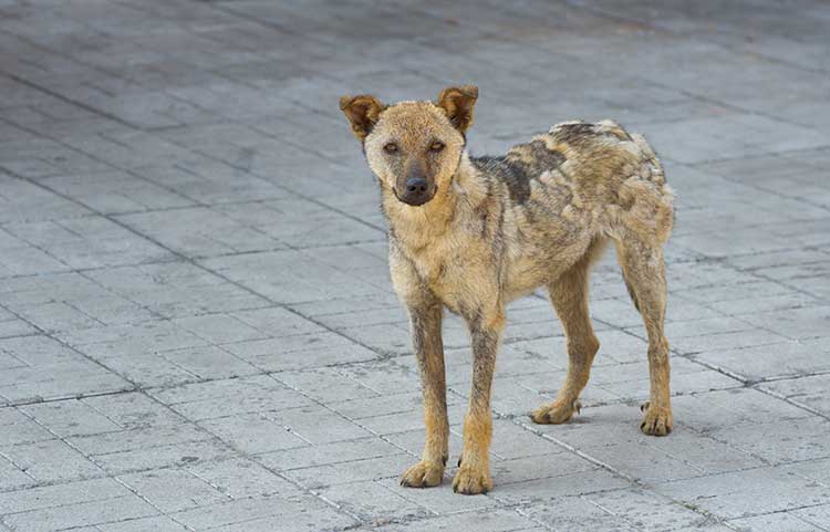 how to train a dog to protect you