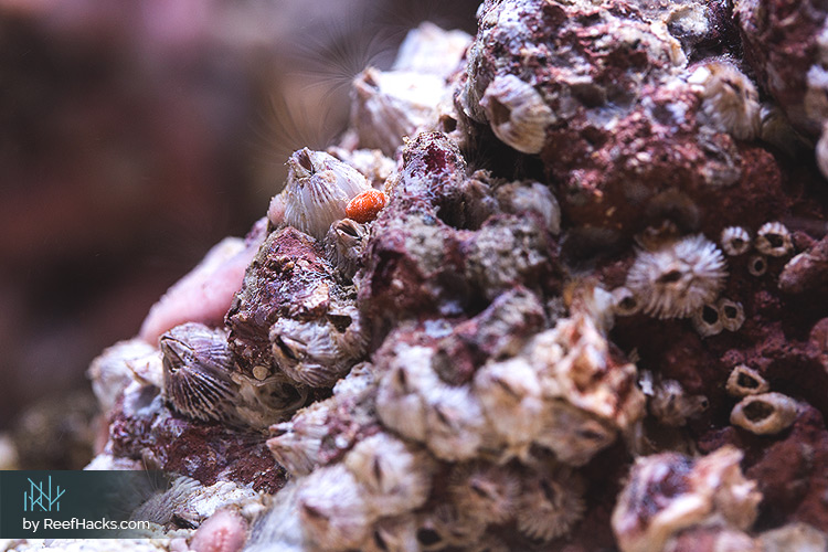 how to start a reef tank with dry rock